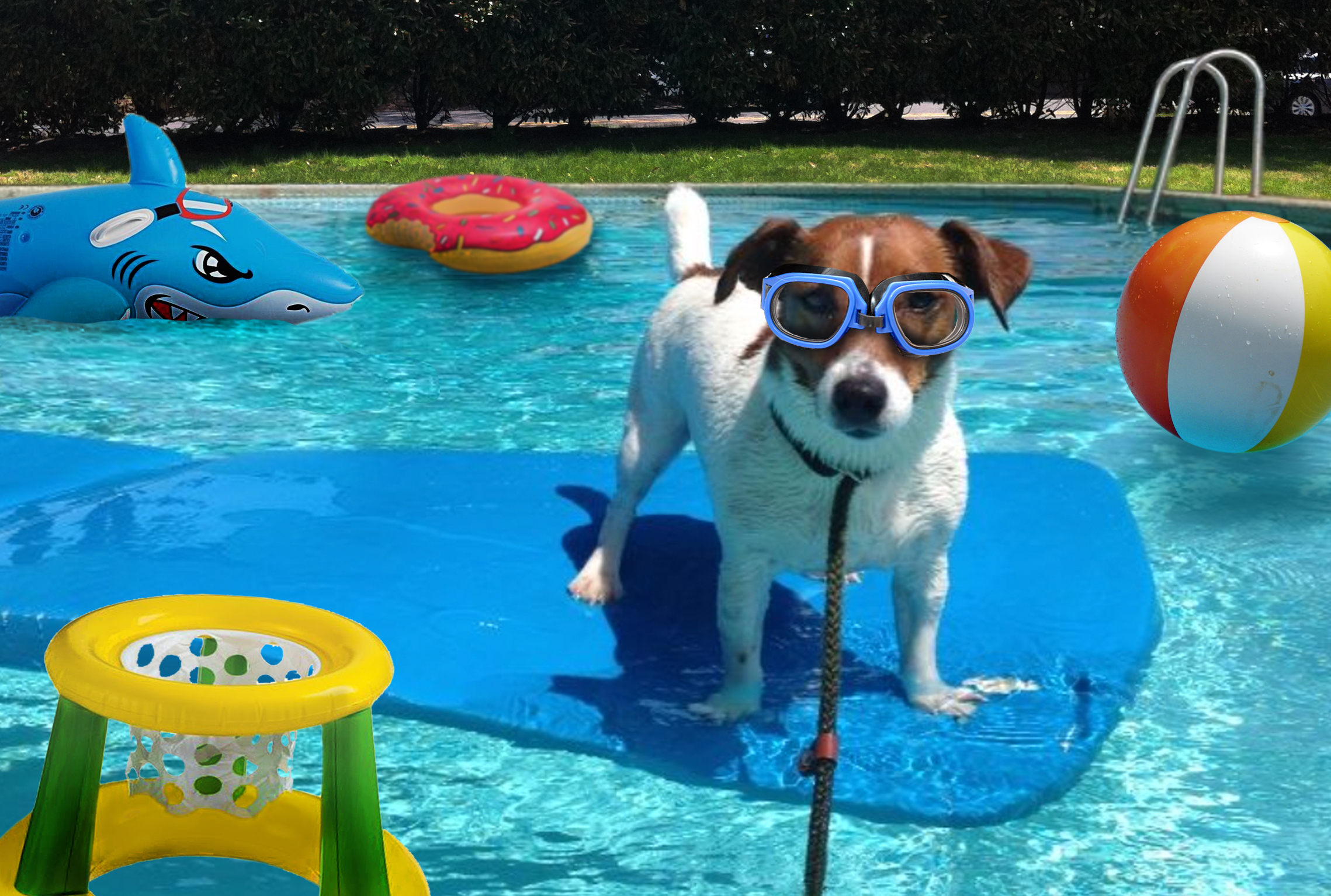 Is it safe for my dog to be in my pool?